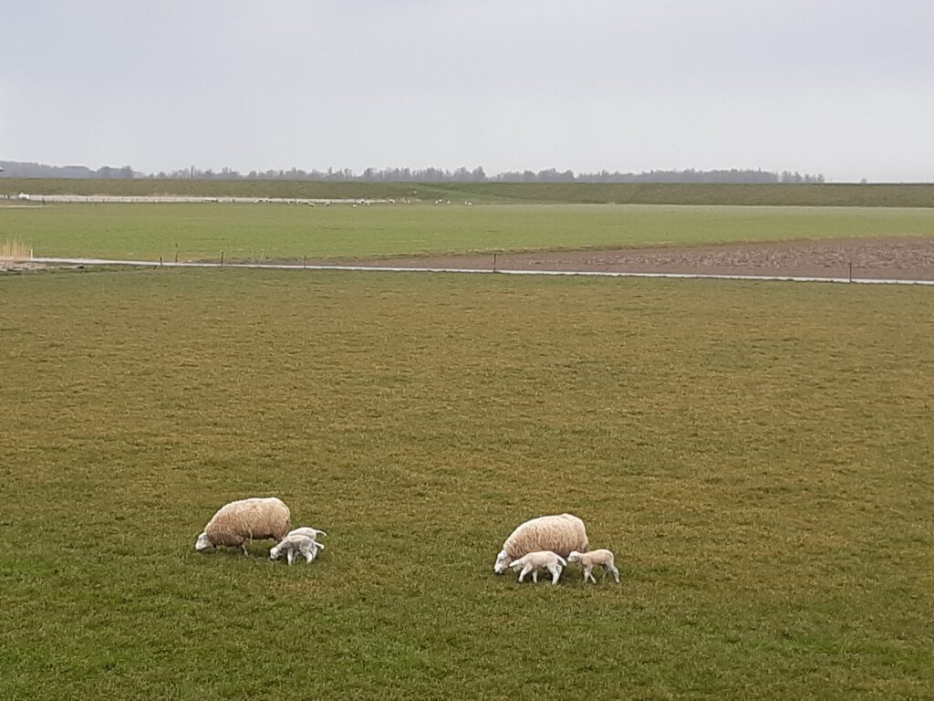 Rotkreupel is een besmettelijke klauwaandoening bij schapen en lammeren. Ongeveer 40% van de be...