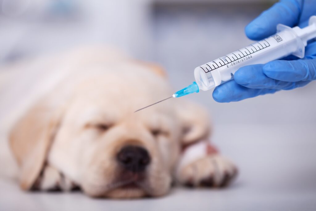 Verplichte vaccinatie hondsdolheid bij import puppies en kittens