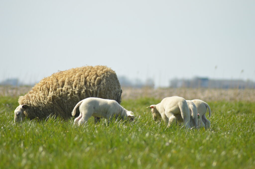 Elk schaap of elke geit kan wel eens ziek worden. Alleen welk type anti...