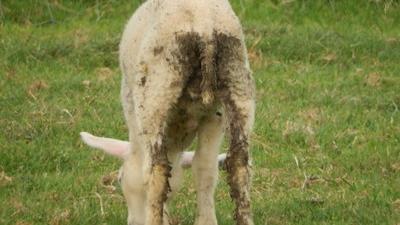 Maagdarmwormen kunnen verschillende problemen geven bij uw schapen en geiten, zoals diarree...